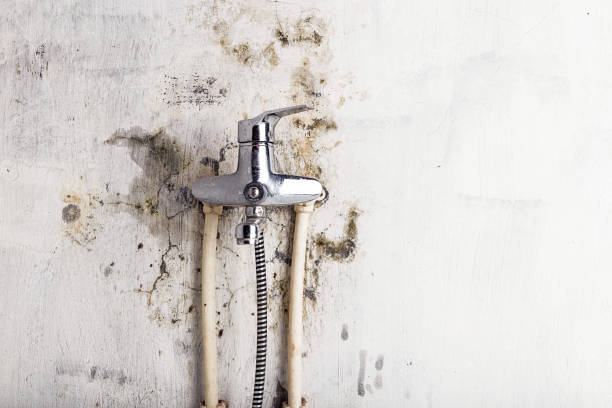 Professional Mold Removal in Philmont, NY
