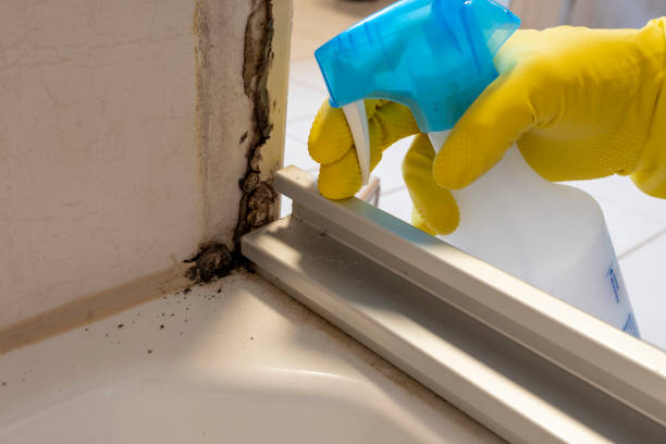 Best Professional Mold Removal  in Philmont, NY