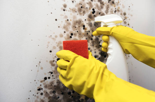 Best Certified Mold Removal  in Philmont, NY