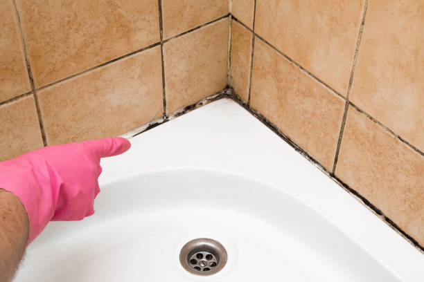 Best Residential Mold Removal  in Philmont, NY